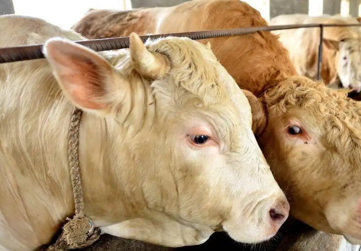 牛催肥添加剂买那种好?