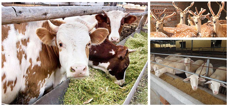 牛饲料添加剂催肥剂的作用有哪些？