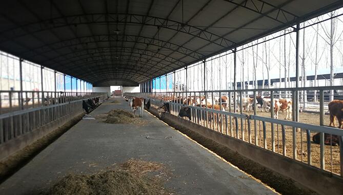 肉牛催肥剂哪个好? 肉牛催肥剂哪个好?