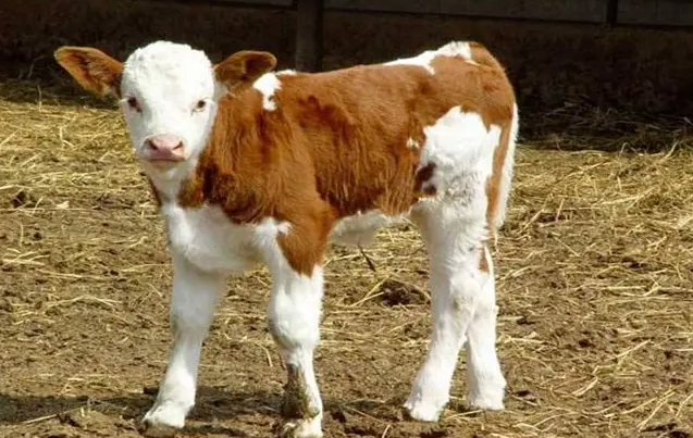 犊牛快长添加剂管用吗? 犊牛快长添加剂管用吗?