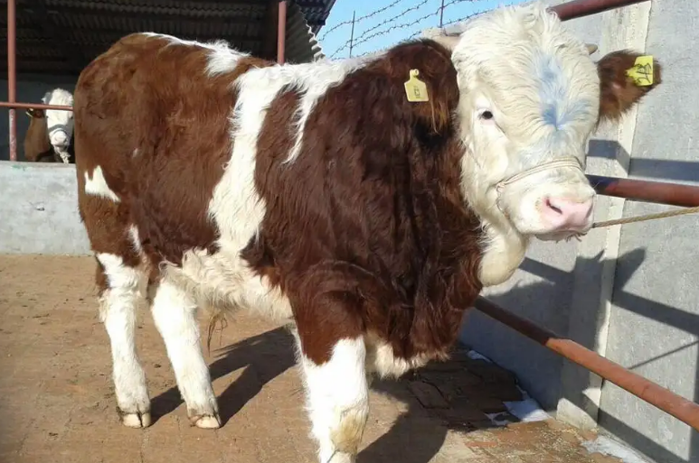 犊牛快长添加剂管用吗? 犊牛快长添加剂管用吗?