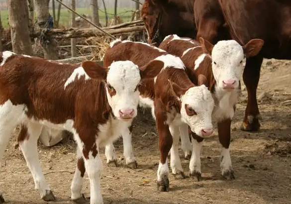 犊牛快长添加剂管用吗? 犊牛快长添加剂管用吗?