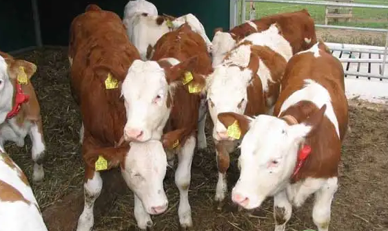 牛犊喂什么饲料长得快一点? 牛犊喂什么饲料长得快一点?