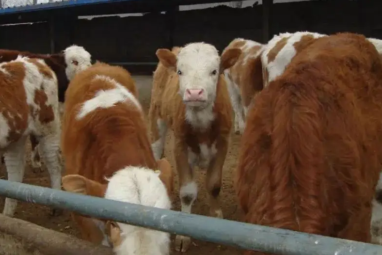 牛犊喂什么饲料长得快一点? 牛犊喂什么饲料长得快一点?