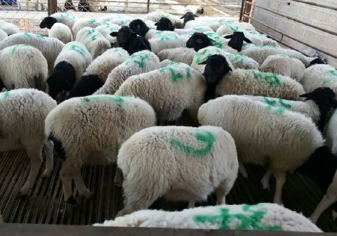 牛羊预混料的产品那个牌子的好? 牛羊预混料的产品那个牌子的好?