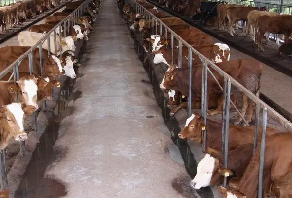 牛羊预混料的产品那个牌子的好? 牛羊预混料的产品那个牌子的好?