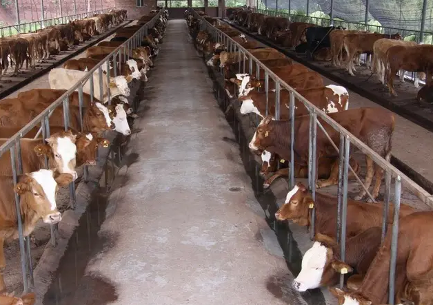 河北唐山牛场使用预混料反馈 河北唐山牛场使用预混料反馈