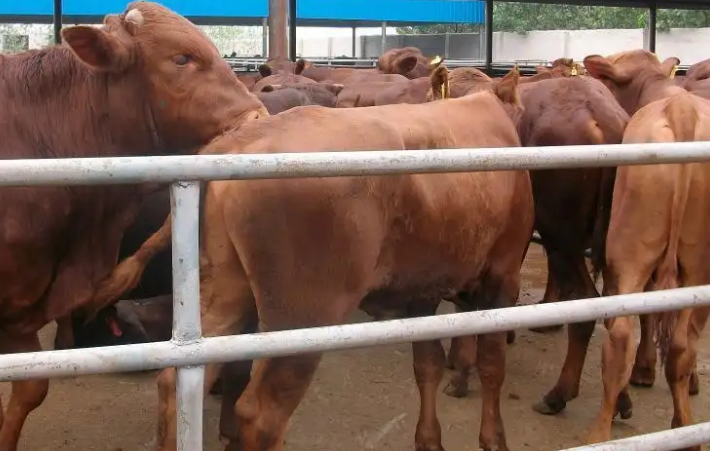 河北唐山牛场使用预混料反馈 河北唐山牛场使用预混料反馈