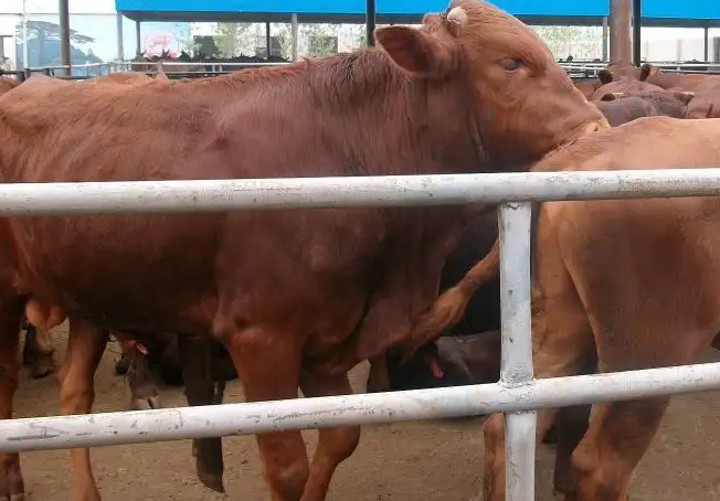 河北唐山牛场使用预混料反馈 河北唐山牛场使用预混料反馈