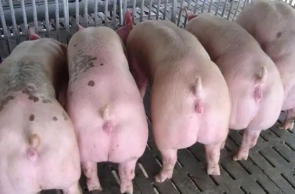 猪预混料效果 猪预混料效果