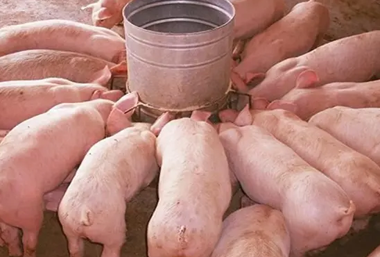 猪预混料效果 猪预混料效果