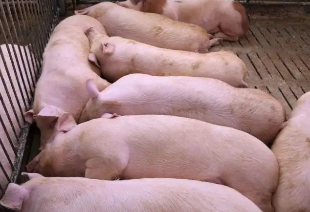 猪预混料效果 猪预混料效果