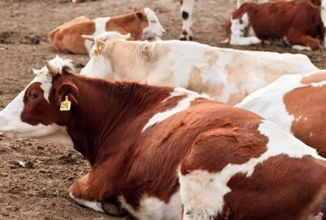 饲美佳牛羊预混料效果怎么样? 饲美佳牛羊预混料效果怎么样?