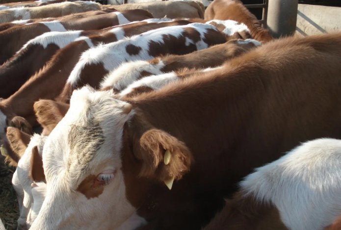 饲美佳牛羊预混料效果怎么样? 饲美佳牛羊预混料效果怎么样?