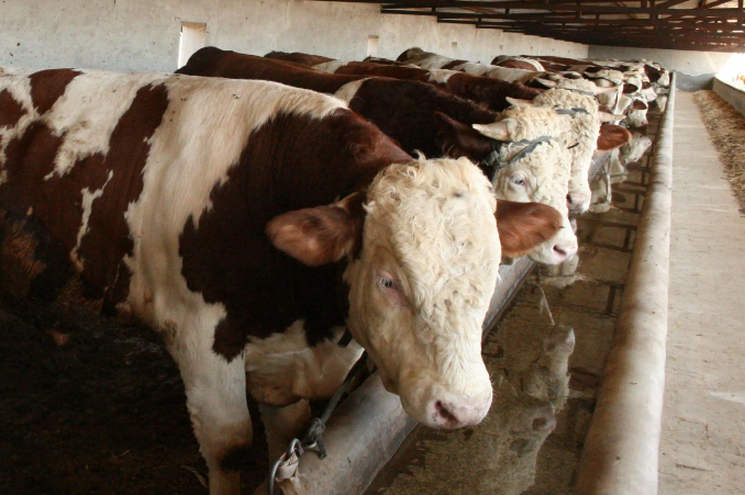 饲美佳牛羊预混料效果怎么样? 饲美佳牛羊预混料效果怎么样?