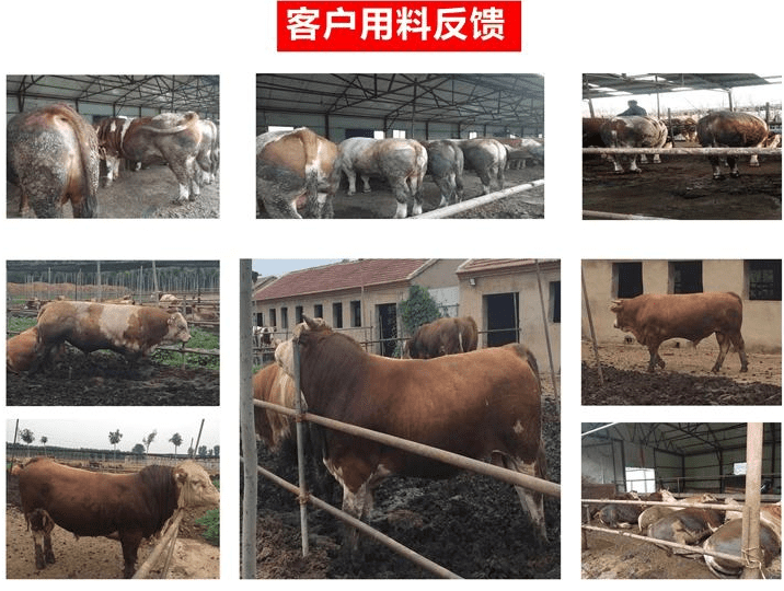 牛喂什么添加剂催肥快? 牛喂什么添加剂催肥快?