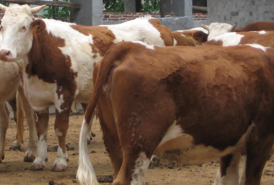 肉牛预混料的主要作用是什么? 肉牛预混料的主要作用是什么?