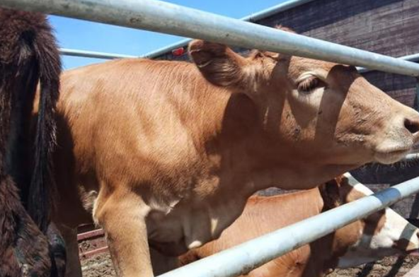 肉牛预混料的主要作用是什么? 肉牛预混料的主要作用是什么?