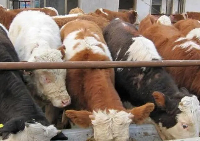 肉牛预混料的主要作用是什么? 肉牛预混料的主要作用是什么?