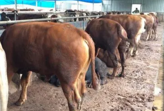 网络上面太多牛催肥产品哪个好? 网络上面太多牛催肥产品哪个好?