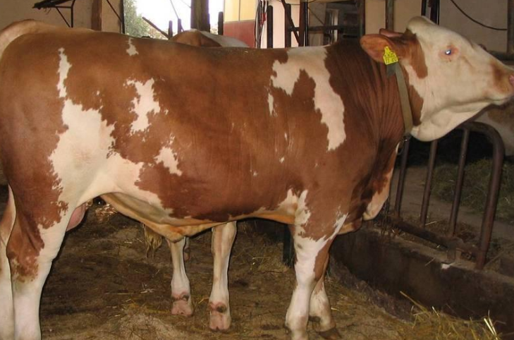 牛增重哪家产品可靠? 牛增重哪家产品可靠?