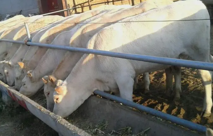 牛增重哪家产品可靠? 牛增重哪家产品可靠?