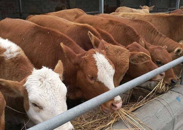 养牛用的去油增肉的添加剂有哪些? 养牛用的去油增肉的添加剂有哪些?
