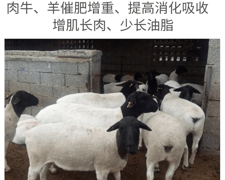 羊用添加剂什么牌子好? 羊用添加剂什么牌子好?