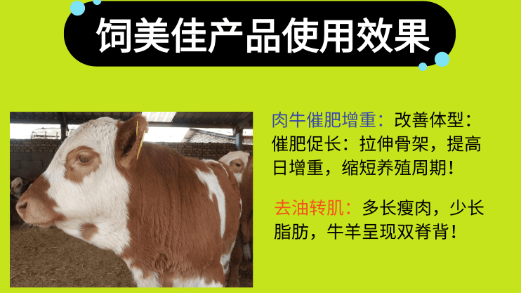 育肥牛不加催肥小料可以吗?