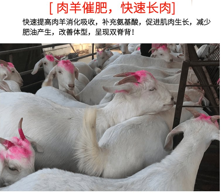 育肥牛去油速型用什么好?