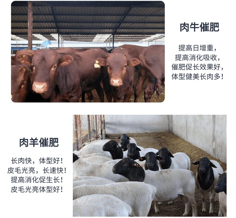 快速出栏的牛羊催肥剂怎么选择? 快速出栏的牛羊催肥剂怎么选择?