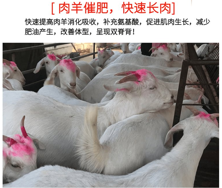 提高动物瘦肉率的产品有哪些? 提高动物瘦肉率的产品有哪些?