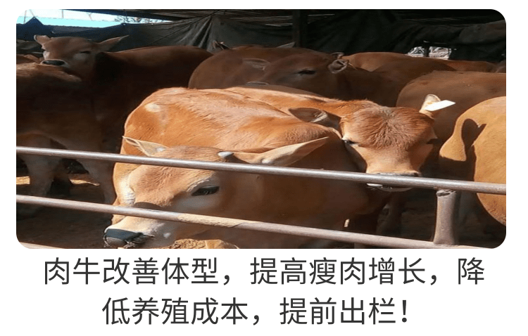 饲美佳的牛羊催肥剂能有什么效果? 饲美佳的牛羊催肥剂能有什么效果?