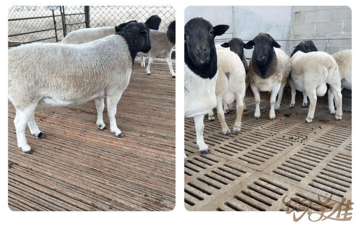 牛羊小料添加剂是什么成分? 牛羊小料添加剂是什么成分?