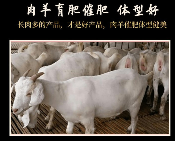 羊喂什么激素长得快? 羊喂什么激素长得快?