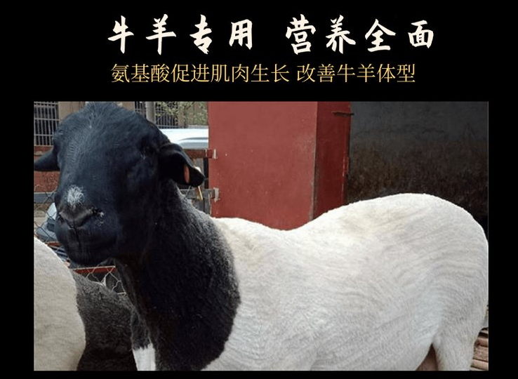 羊喂什么激素长得快? 羊喂什么激素长得快?