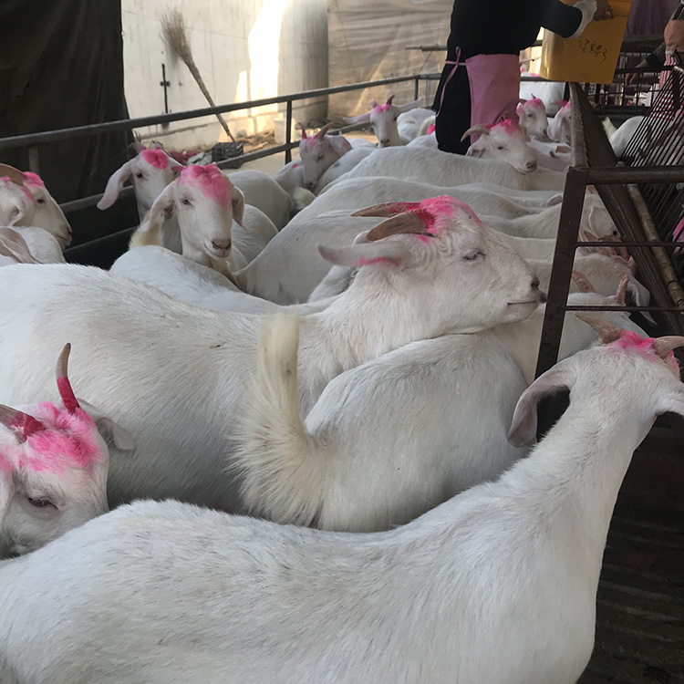 牛用催肥添加剂有哪些? 牛用催肥添加剂有哪些?