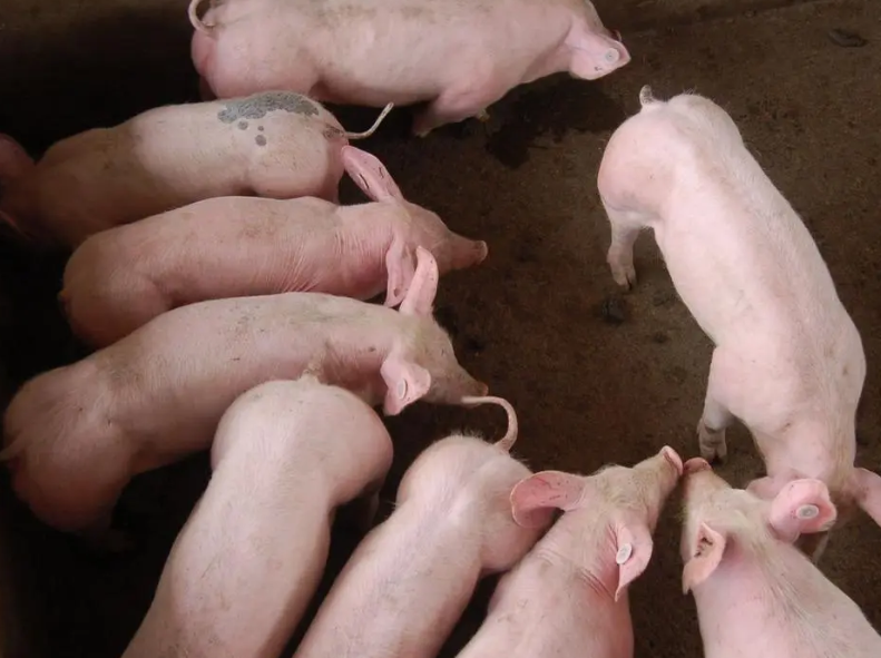 肥猪吃什么添加剂体型好 肥猪吃什么添加剂体型好