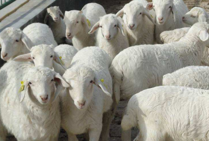 育肥羊催肥喂啥催肥药 育肥羊催肥喂啥催肥药