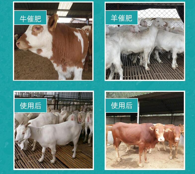 牛羊催肥剂哪家好