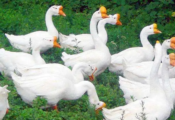 肉鹅催肥药饲料添加剂厂家直发包邮 肉鹅催肥药饲料添加剂厂家直发包邮