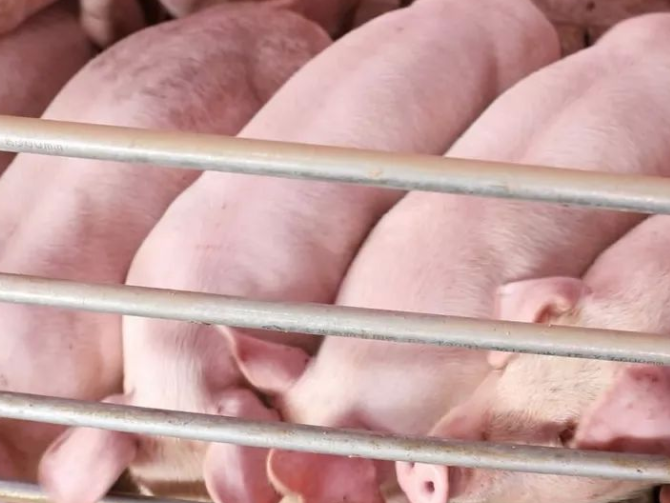 改善猪体型的添加剂有哪些 改善猪体型的添加剂有哪些