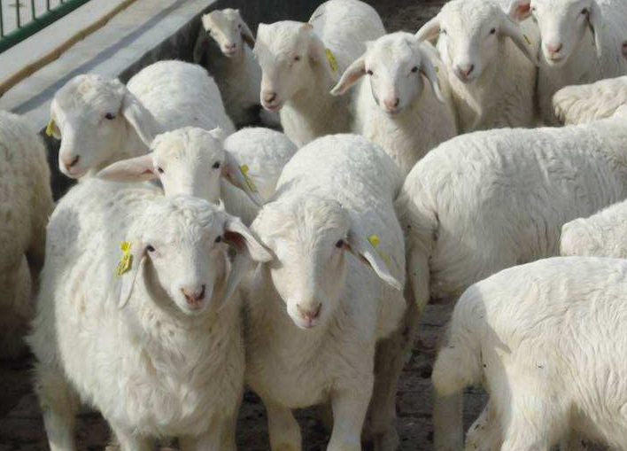 育肥羊怎么喂长得快上膘快 育肥羊怎么喂长得快上膘快