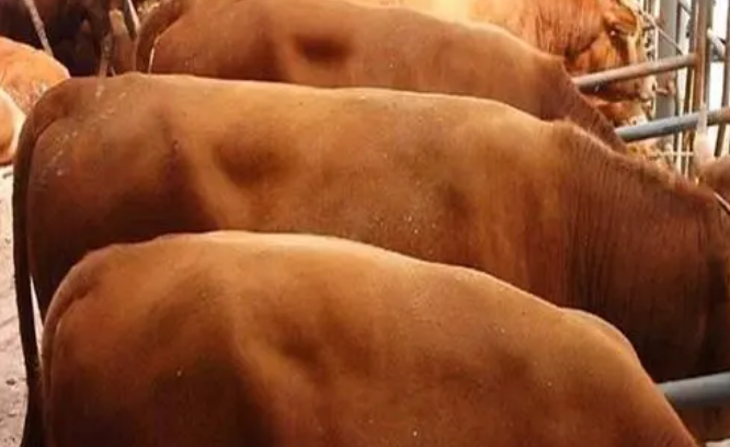 育肥牛羊催肥好处是什么 育肥牛羊催肥好处是什么