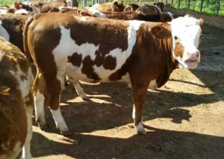 解决牛催肥速度的四种方法 解决牛催肥速度的四种方法