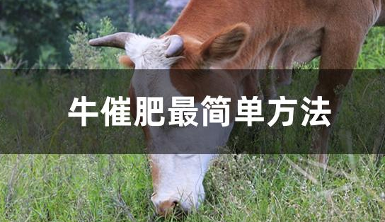 解决牛催肥速度的四种方法 解决牛催肥速度的四种方法