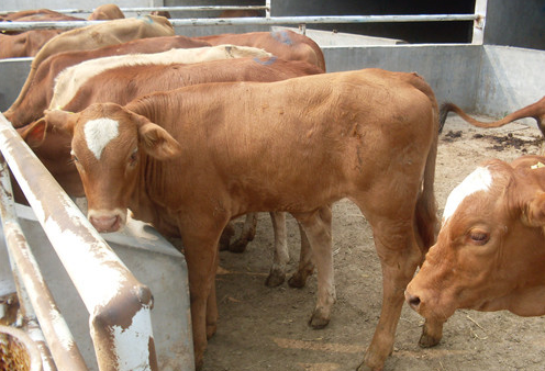 饲美佳犊牛速长有用吗 饲美佳犊牛速长有用吗