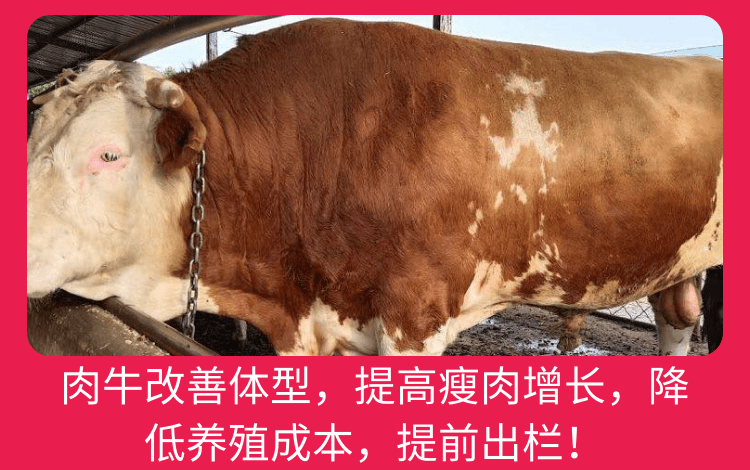 牛催肥用什么药好使 牛催肥用什么药好使