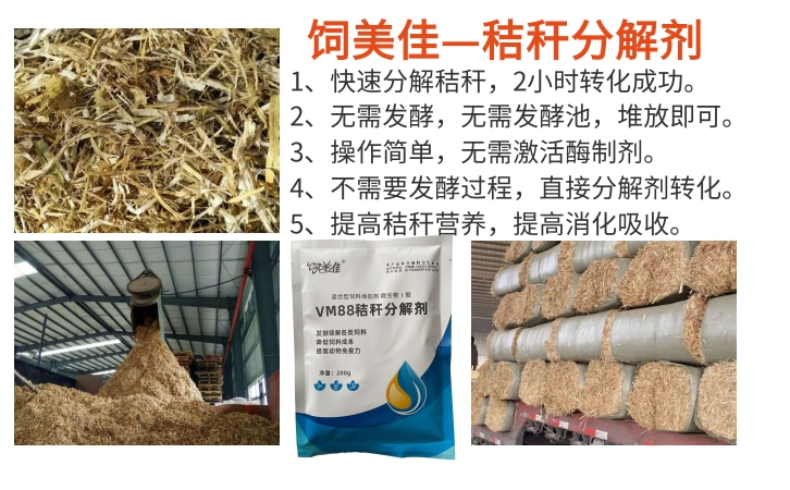 玉米秸秆怎么喂牛增加口感 玉米秸秆怎么喂牛增加口感