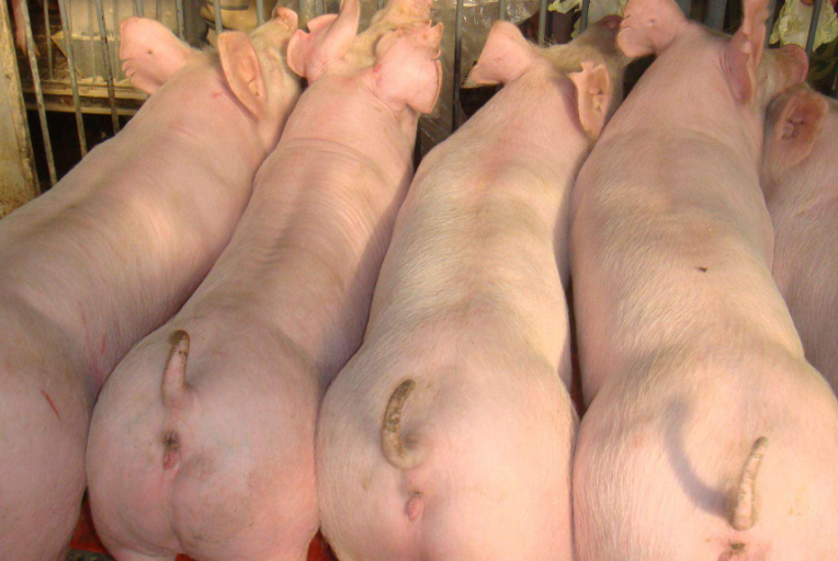 喂什么猪料能改变猪体行好 喂什么猪料能改变猪体行好